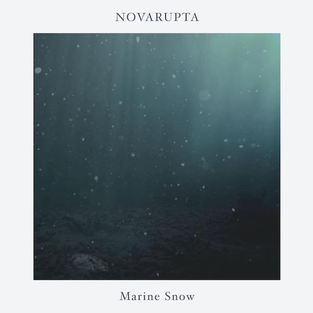 Novarupta Marine Snow